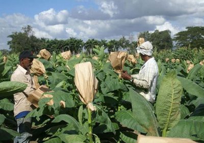 tobacco forming